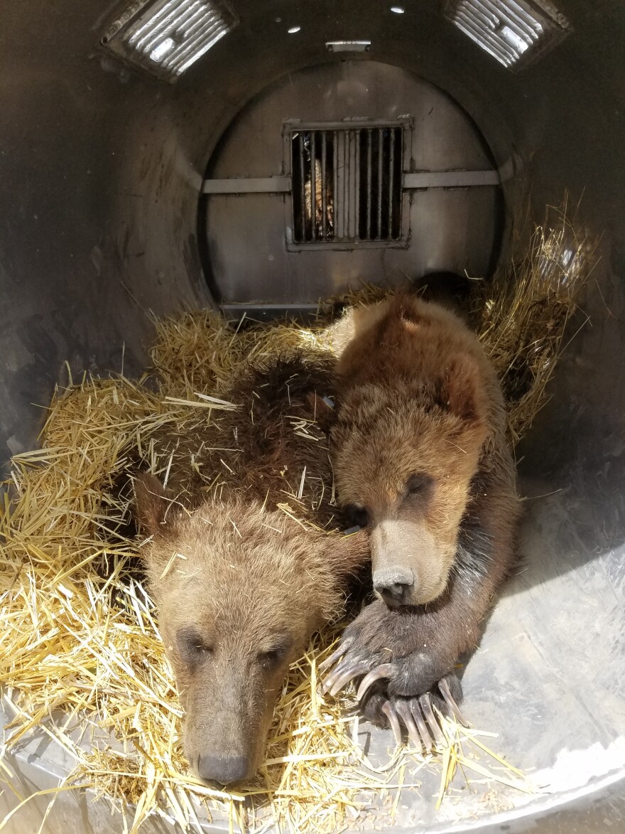 Earlier in 2020, two yearling grizzly siblings were captured with their mother near Shelby after frequently eating grain near a home. The family was relocated south of Glacier National Park.